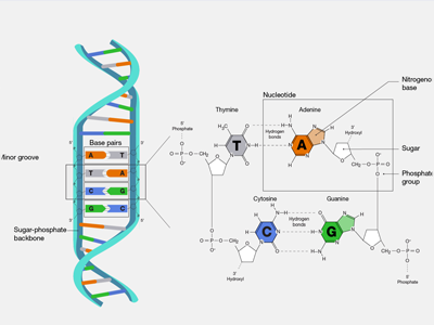 Sitemap